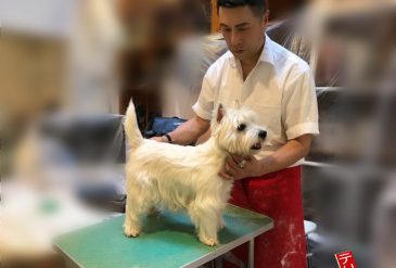 テリ吉のプラッキング拘り・・・